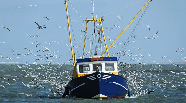Blue commercial trawler under way with dense flock of gulls astern.