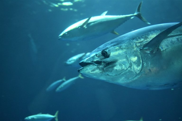 Close-up of a bluefin tropical tuna swimming with a school of tuna in deep blue pacific ocean water.