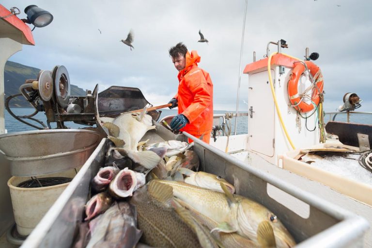 Monitoring Catch And Reducing Discards Within English Fisheries