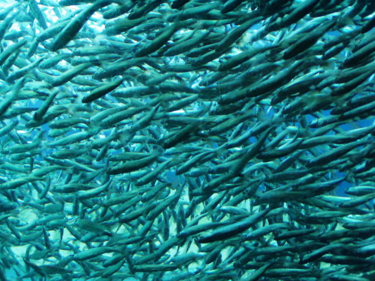Dense school of small silver fish swimming together in blue ocean water.