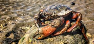 Shore crab perched on a rock in an intertidal sand flat habitat at low tide.