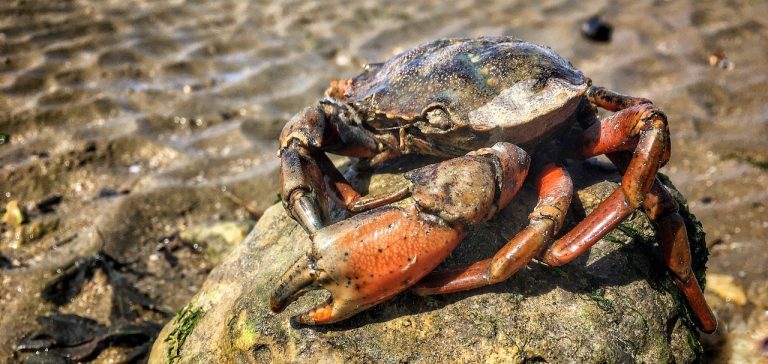 Shore crab perched on a rock in an intertidal sand flat habitat at low tide.