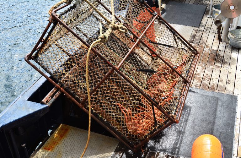 Crab pot full of harvested crabs being hauled onto a fishing vessel deck for monitoring and sampling.