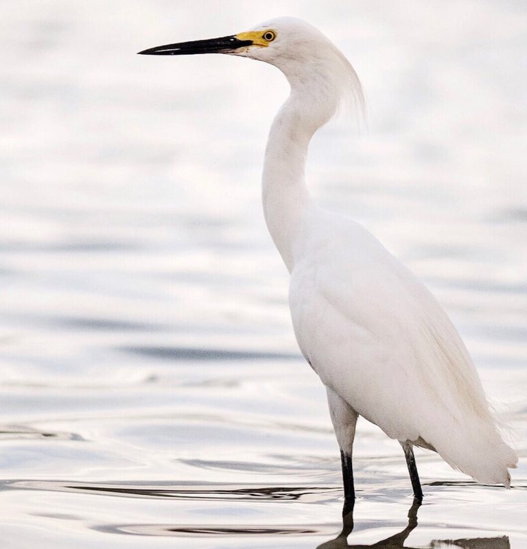 White egret wading in shallow estuary water along calm shoreline.