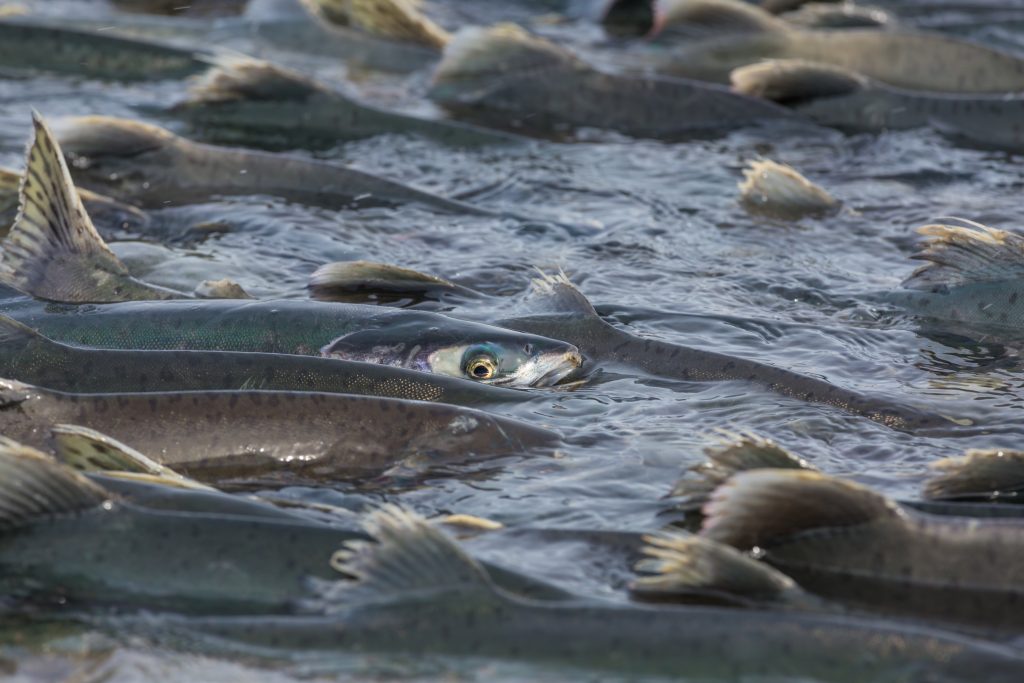 School of salmon crowded together swimming upstream in shallow flowing water.