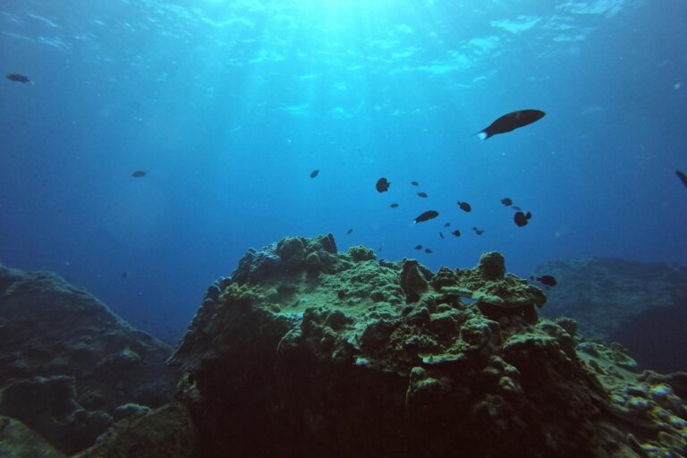 Sunlit underwater reef with small fish swimming above in deep blue ocean.