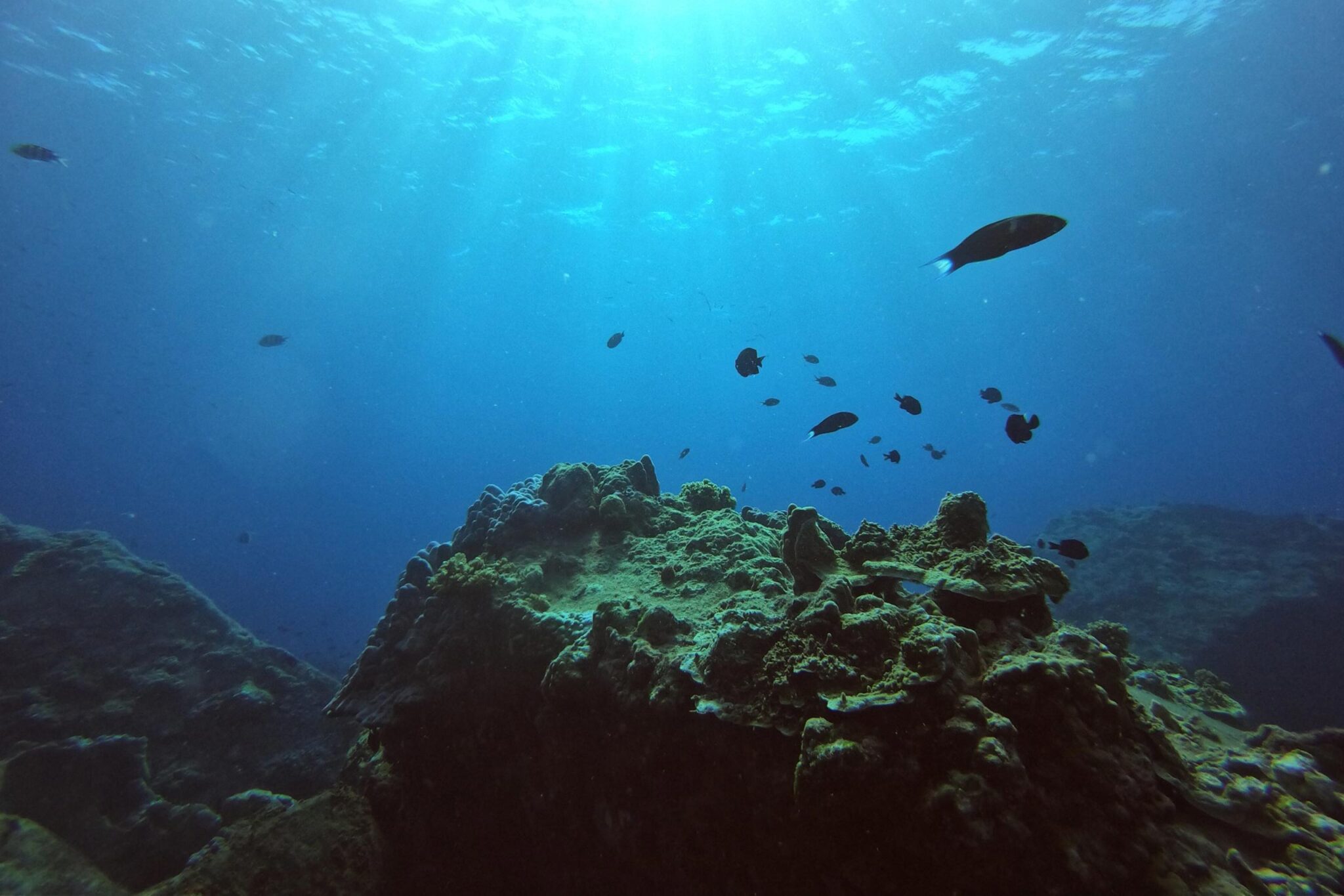 Sunlit underwater reef with small fish swimming above in deep blue ocean.