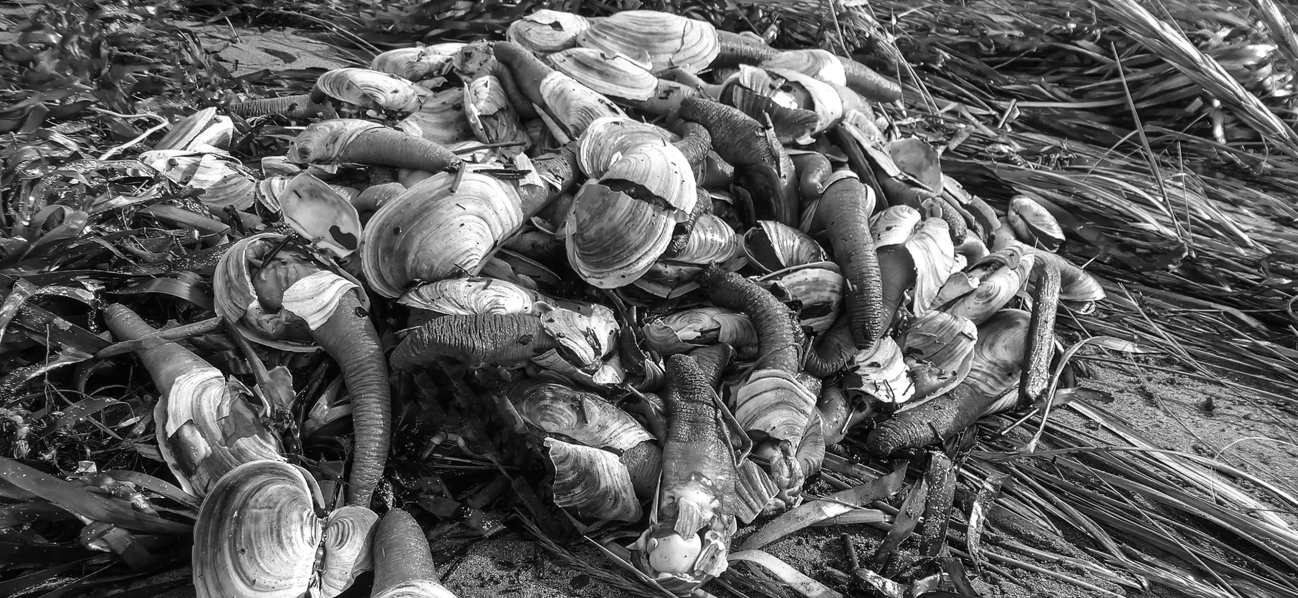 BC Geoduck Archipelago