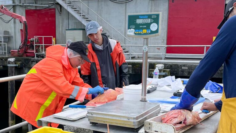 Halibut Tagger/Sampler